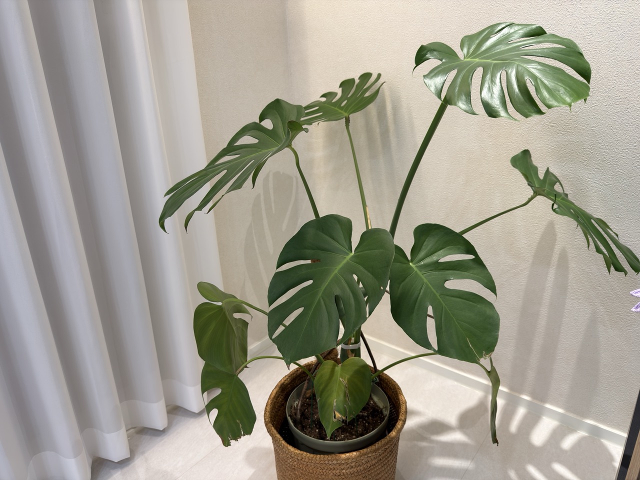 무럭무럭 자라나는 몬스테라
